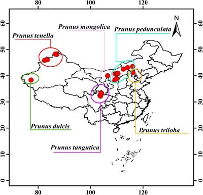 Variation in Amygdalin Content in Kernels of Six <mark class="highlighted">Almond</mark> Species (Prunus spp. L.) Distributed in China